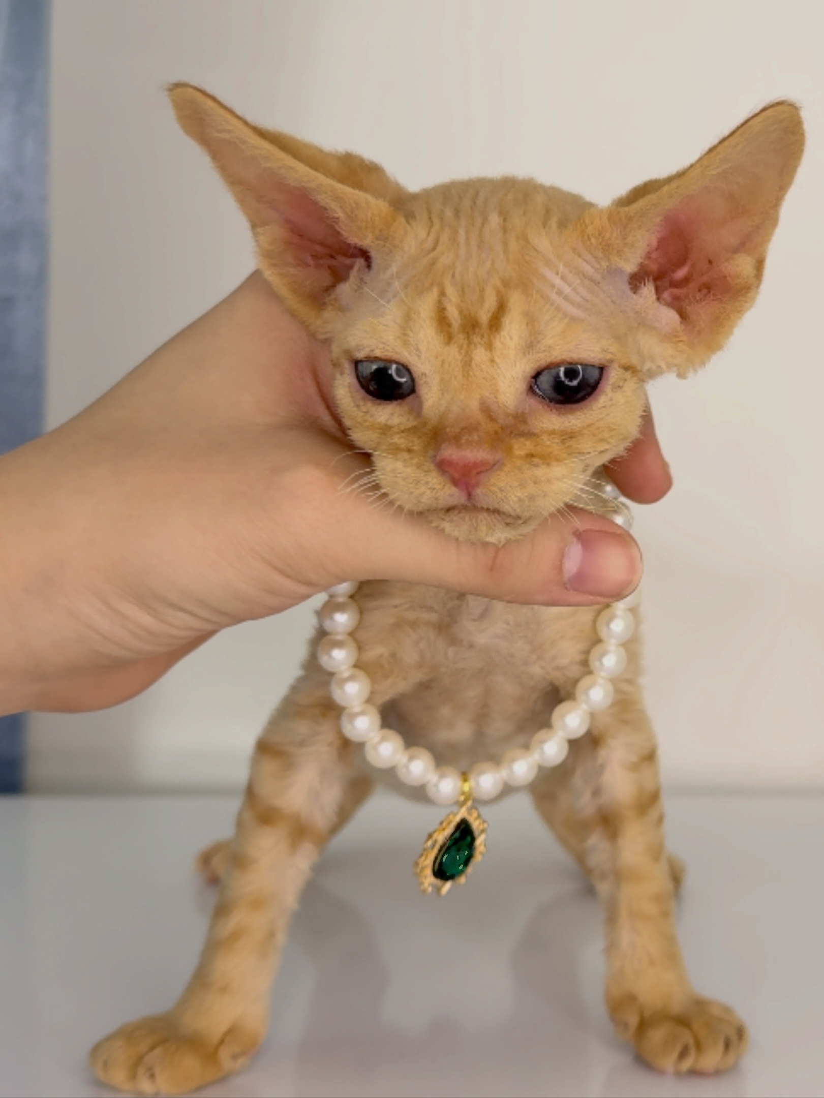 😸德文红虎斑弟弟 耳朵比头大 甜美可爱